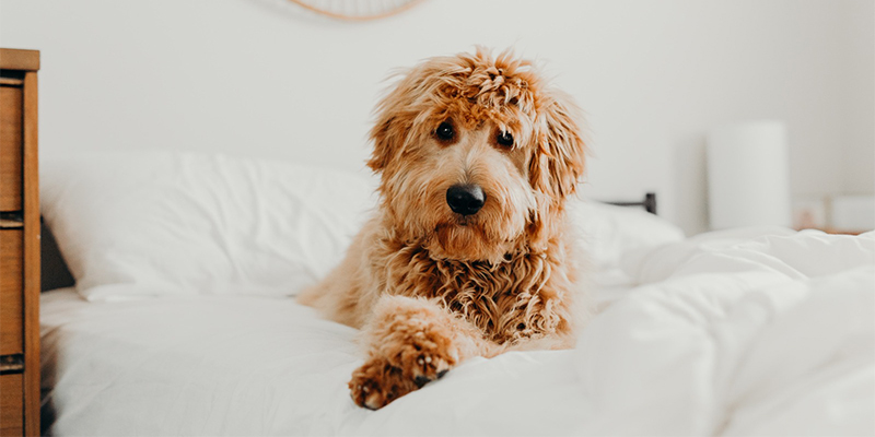 Goldendoodle Are Hypoallergenic